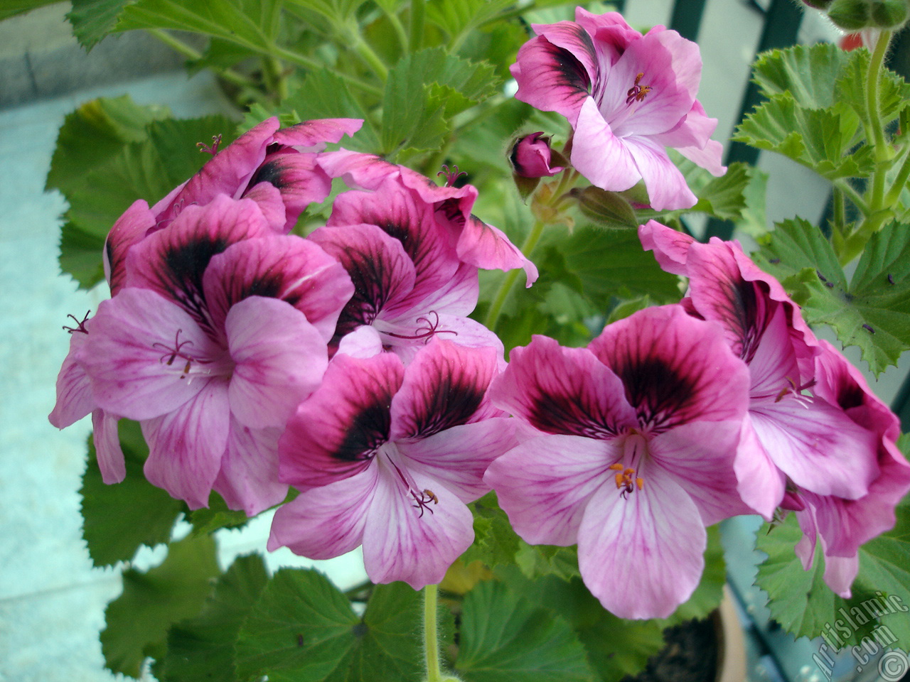 Koyu pembe alacal� sardunya �i�e�i resmi.
