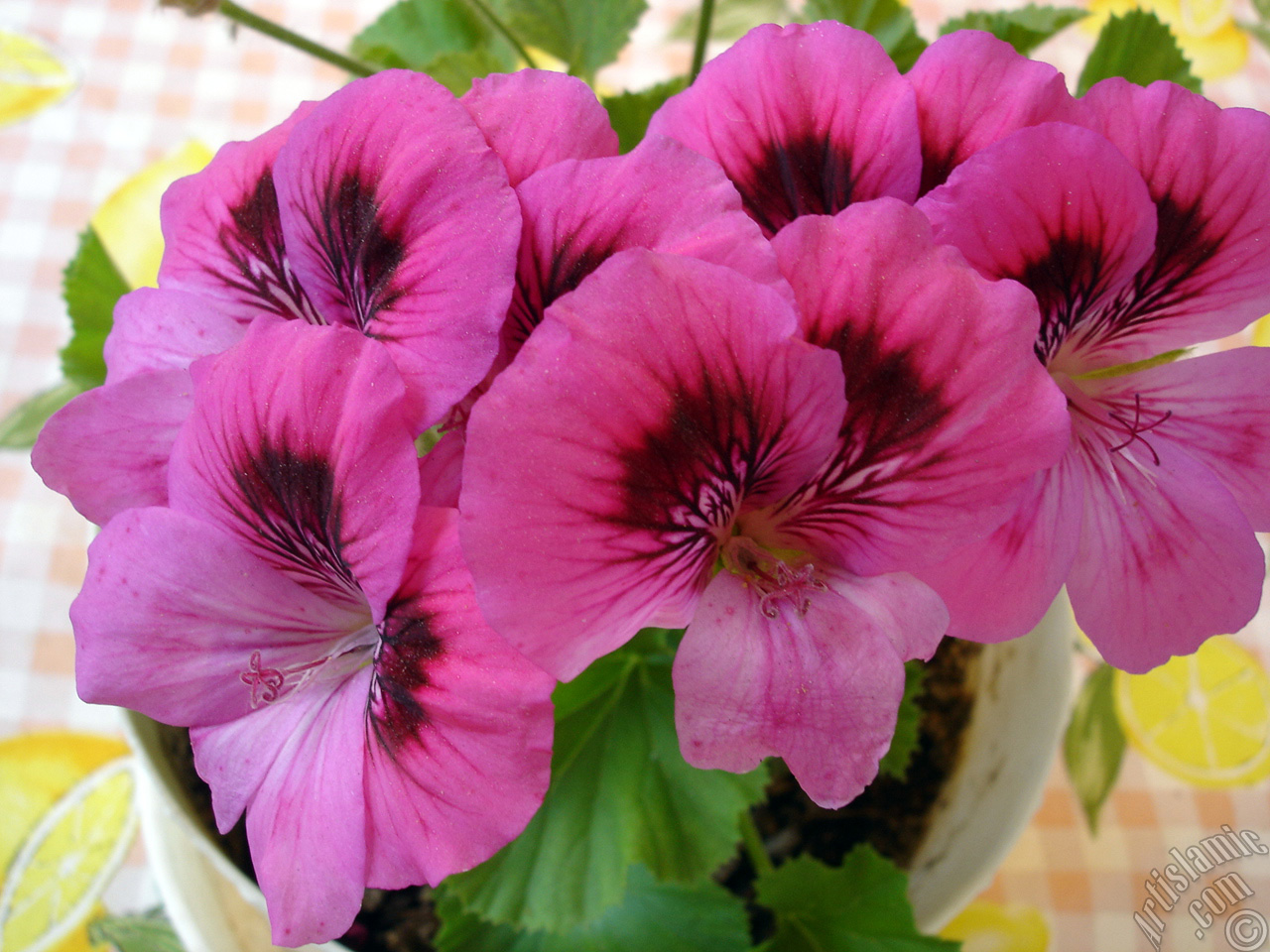 Dark pink mottled Pelargonia -Geranium- flower.
