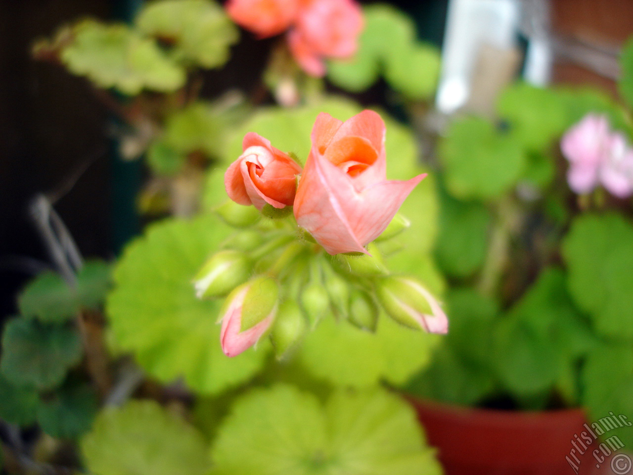 Yeni a�maya ba�layan pembe sardunya �i�e�i resmi.

