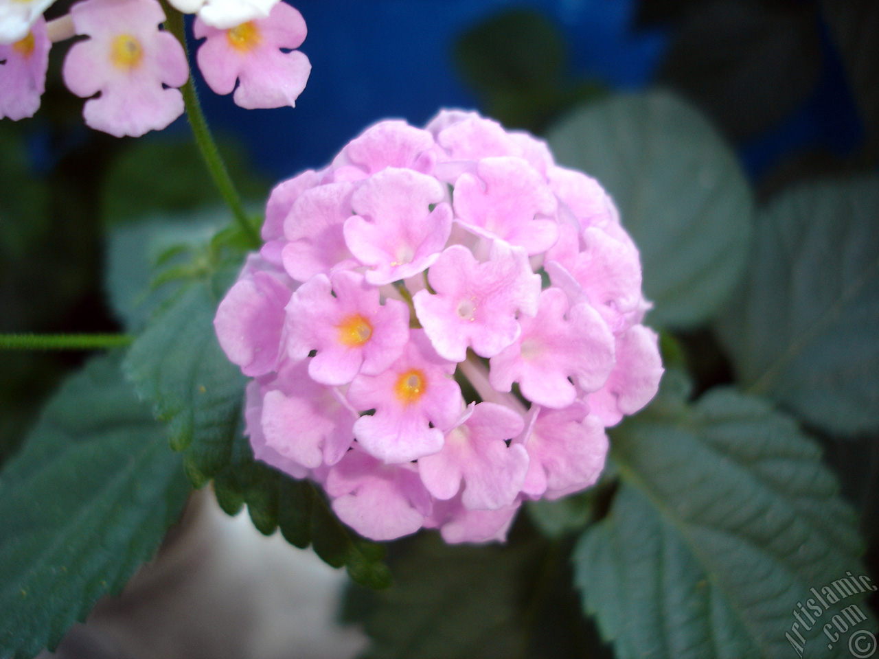 Lantana camara -bush lantana- flower.
