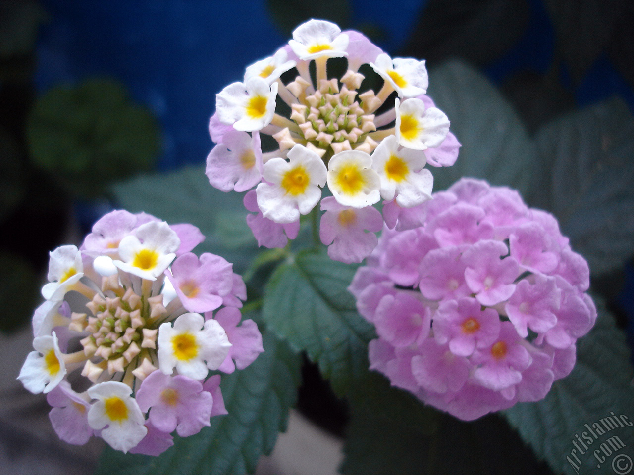 Lantana camara -bush lantana- flower.
