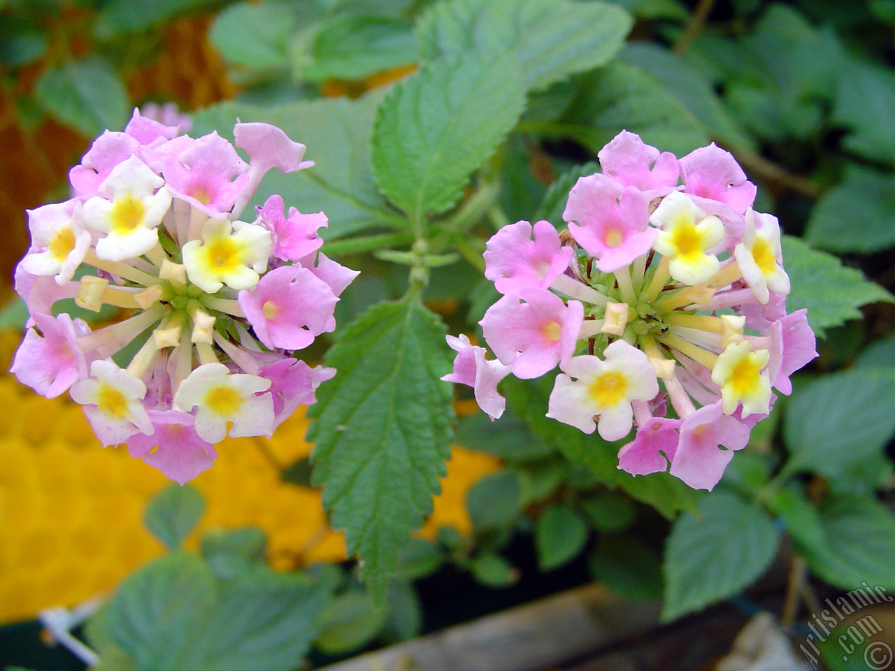Lantana camara -bush lantana- flower.
