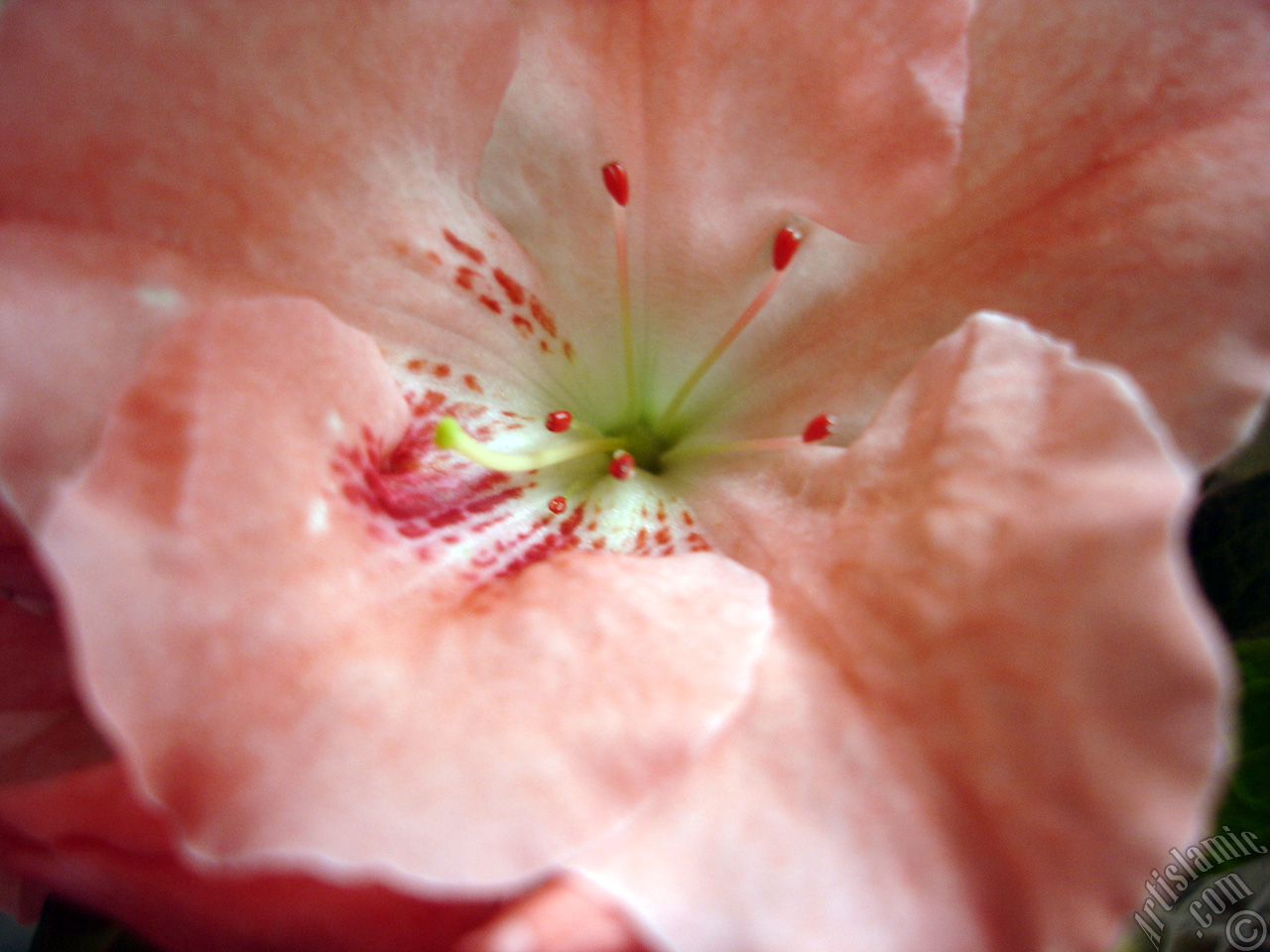 Pink color Azalea -Rhododendron- flower.
