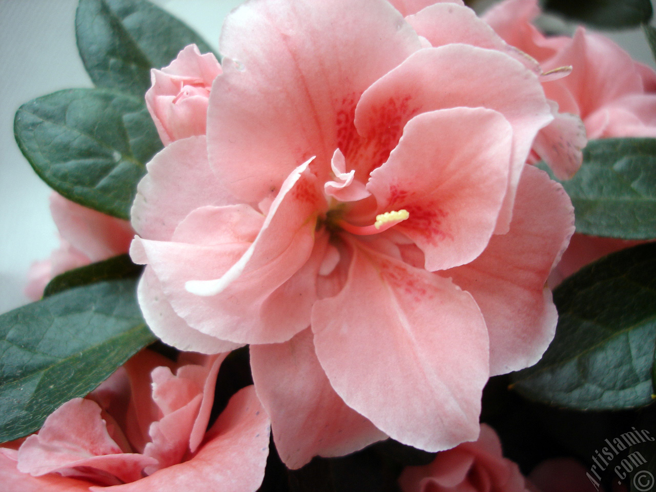 Pink color Azalea -Rhododendron- flower.
