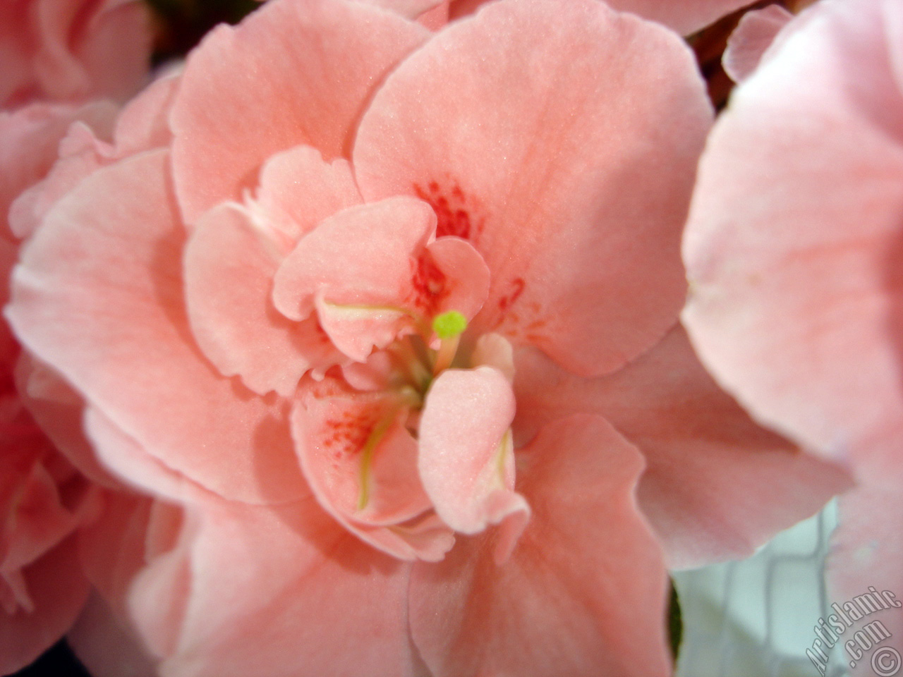 Pink color Azalea -Rhododendron- flower.
