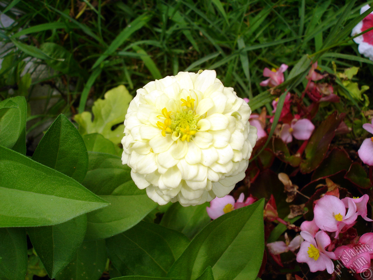 Dahlia flower.
