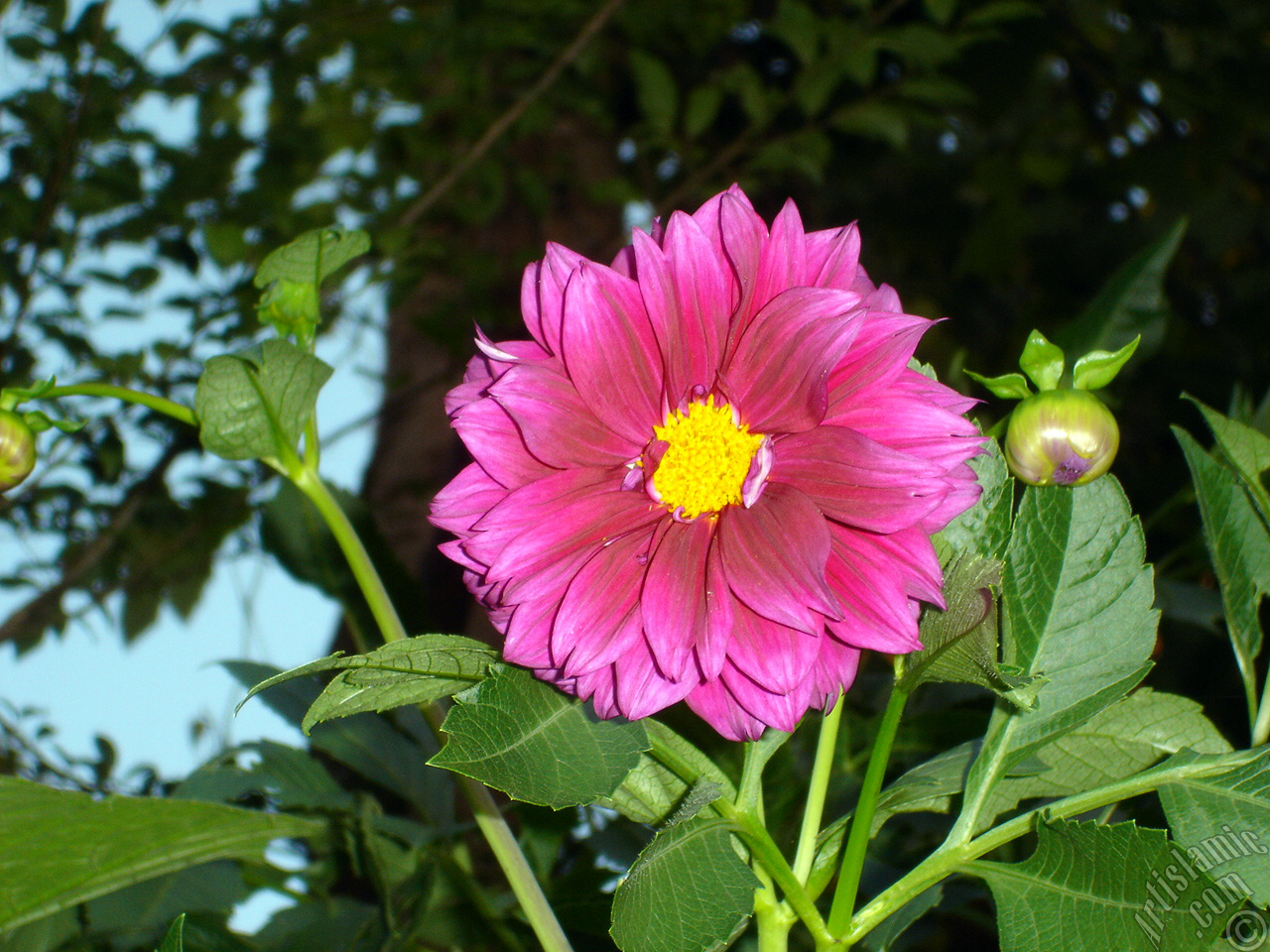 Dahlia flower.
