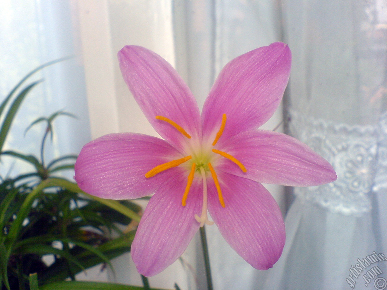 Pink color flower similar to lily.
