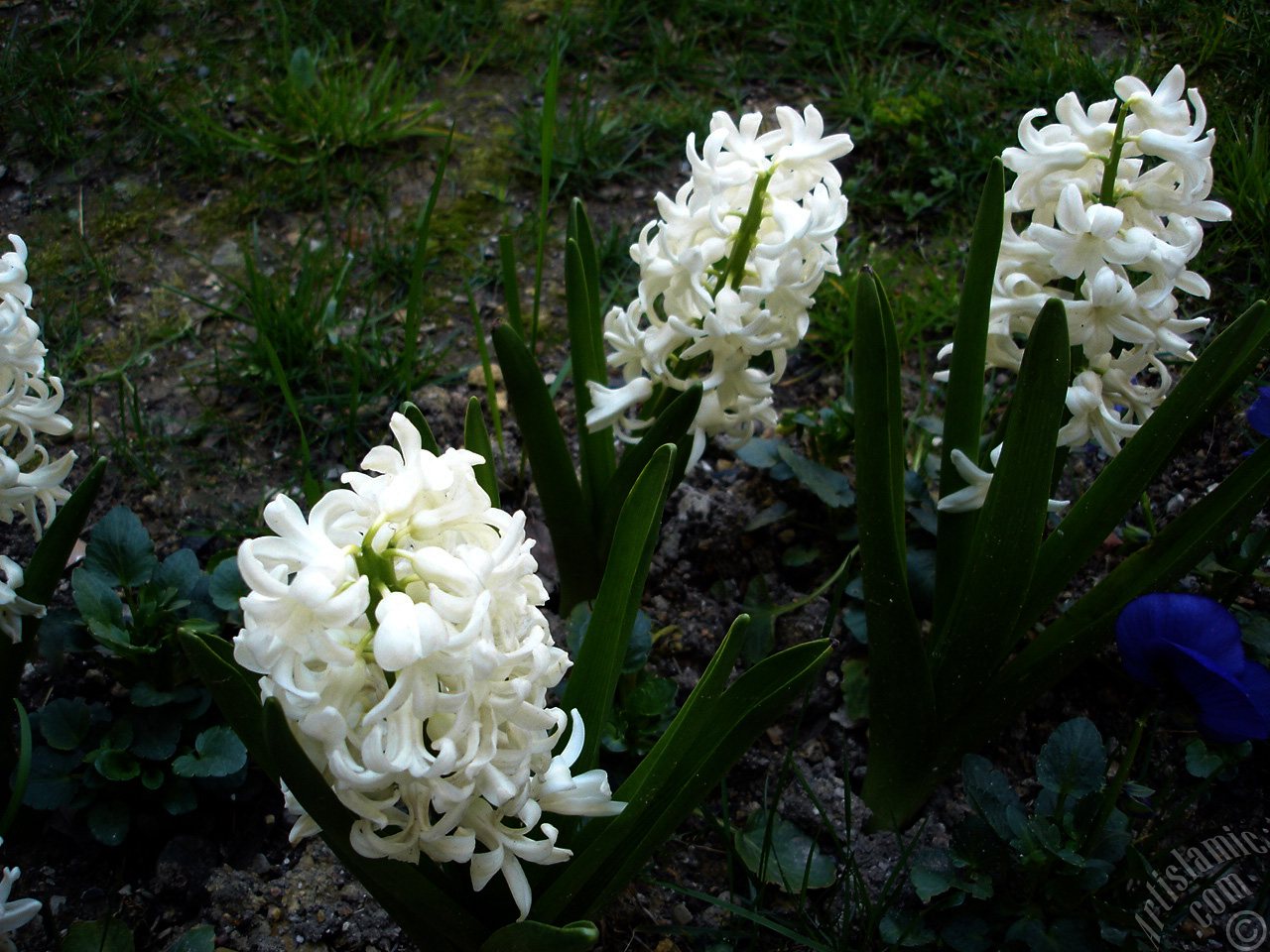 Beyaz renkte s�mb�l �i�e�i resmi.
