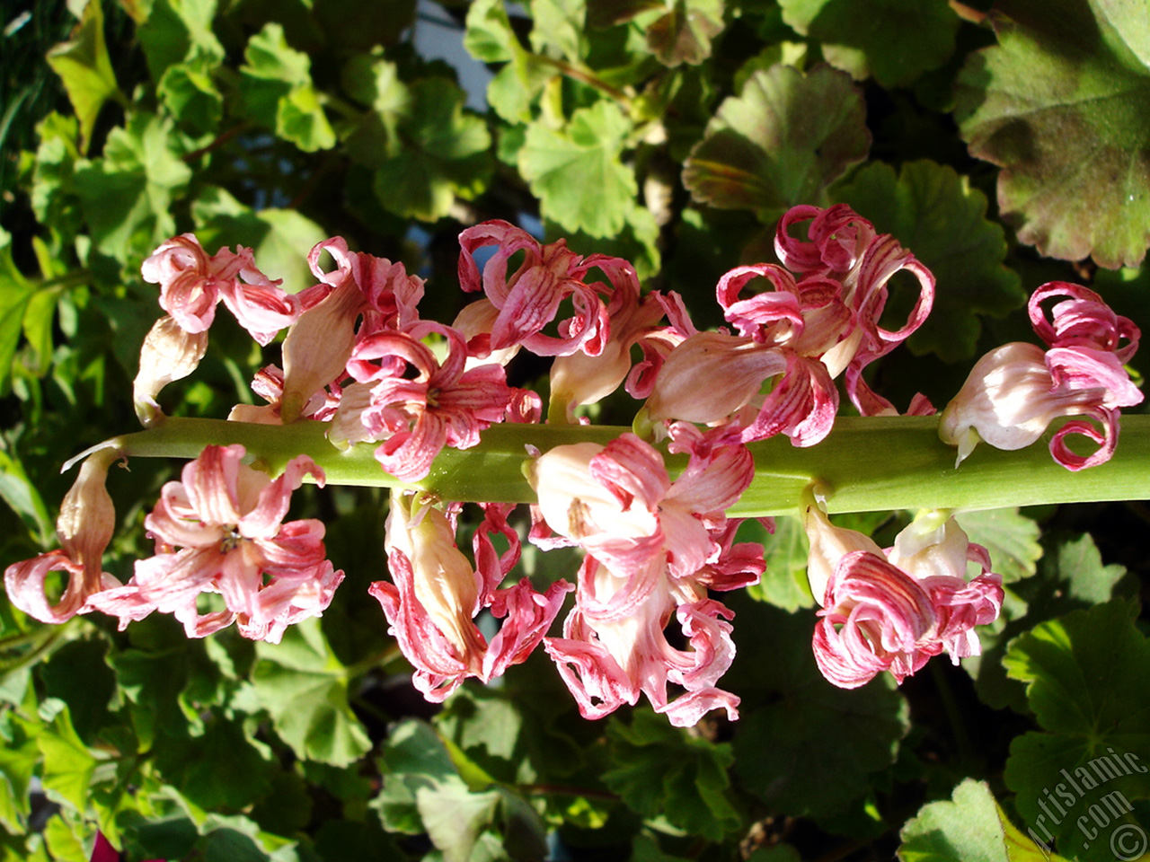 Pink color Hyacinth flower.
