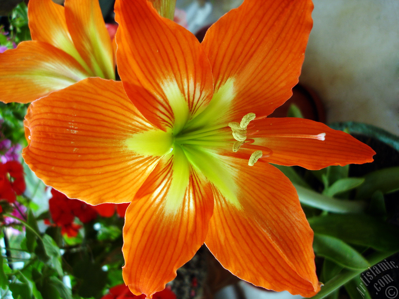 Red color amaryllis flower.
