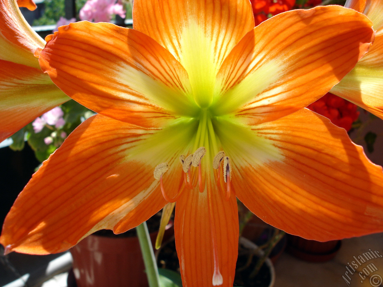 Red color amaryllis flower.
