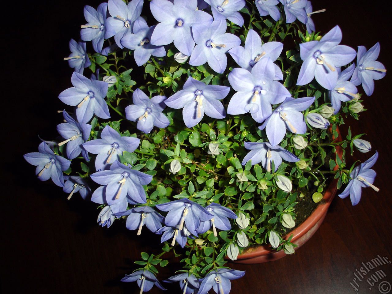 Balloon Flower -Chinese Bellflower-.

