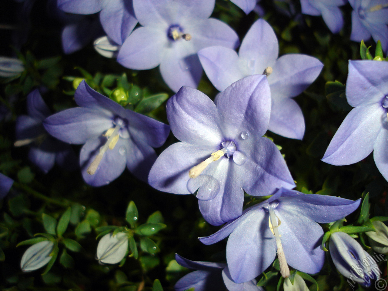 Balloon Flower -Chinese Bellflower-.
