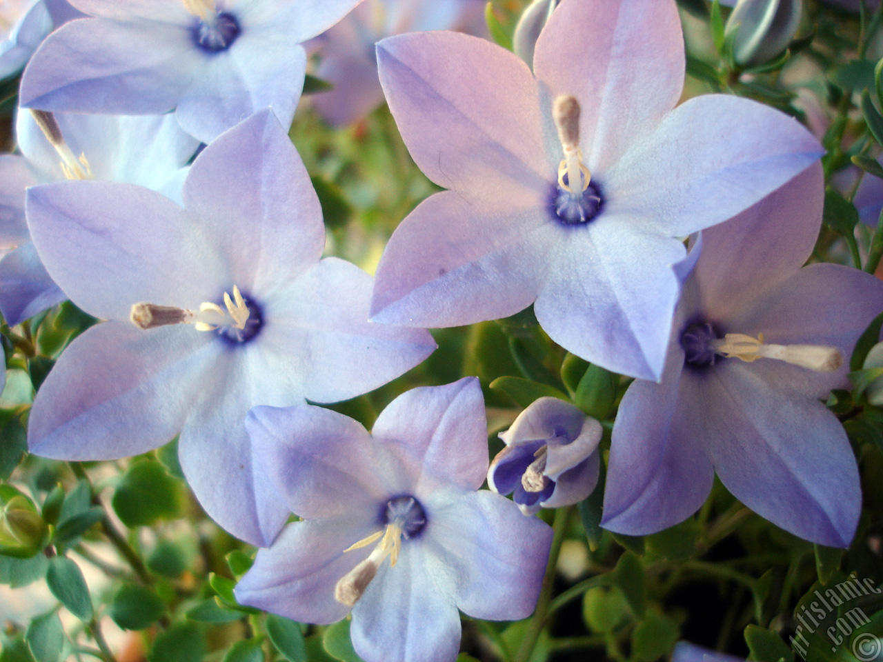 Balloon Flower -Chinese Bellflower-.
