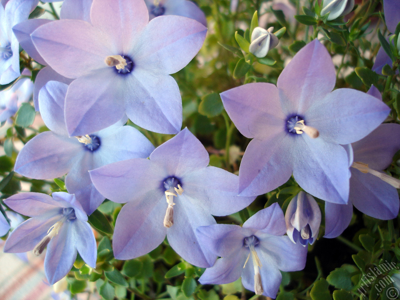 Balloon Flower -Chinese Bellflower-.
