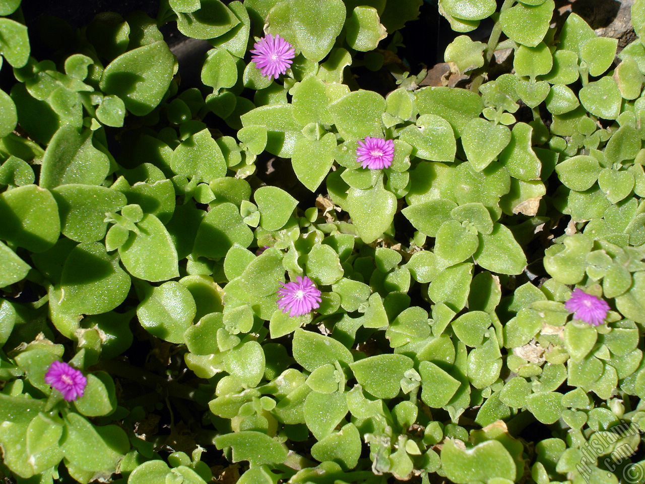Pembe �i�e�e ve kalp �eklinde yapraklara sahip Buz �i�e�i (��le �i�e�i) resmi.
