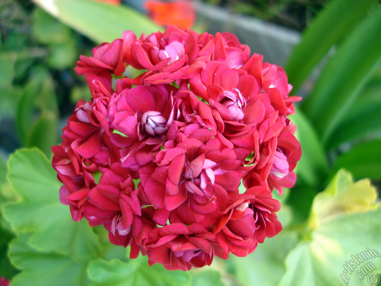 Red color Pelargonia -Geranium- flower.
