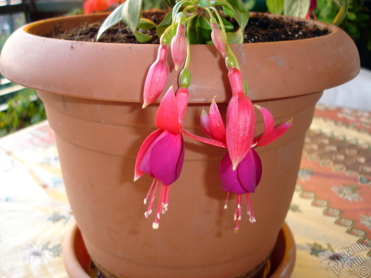 Red and purple color Fuchsia Hybrid flower.
