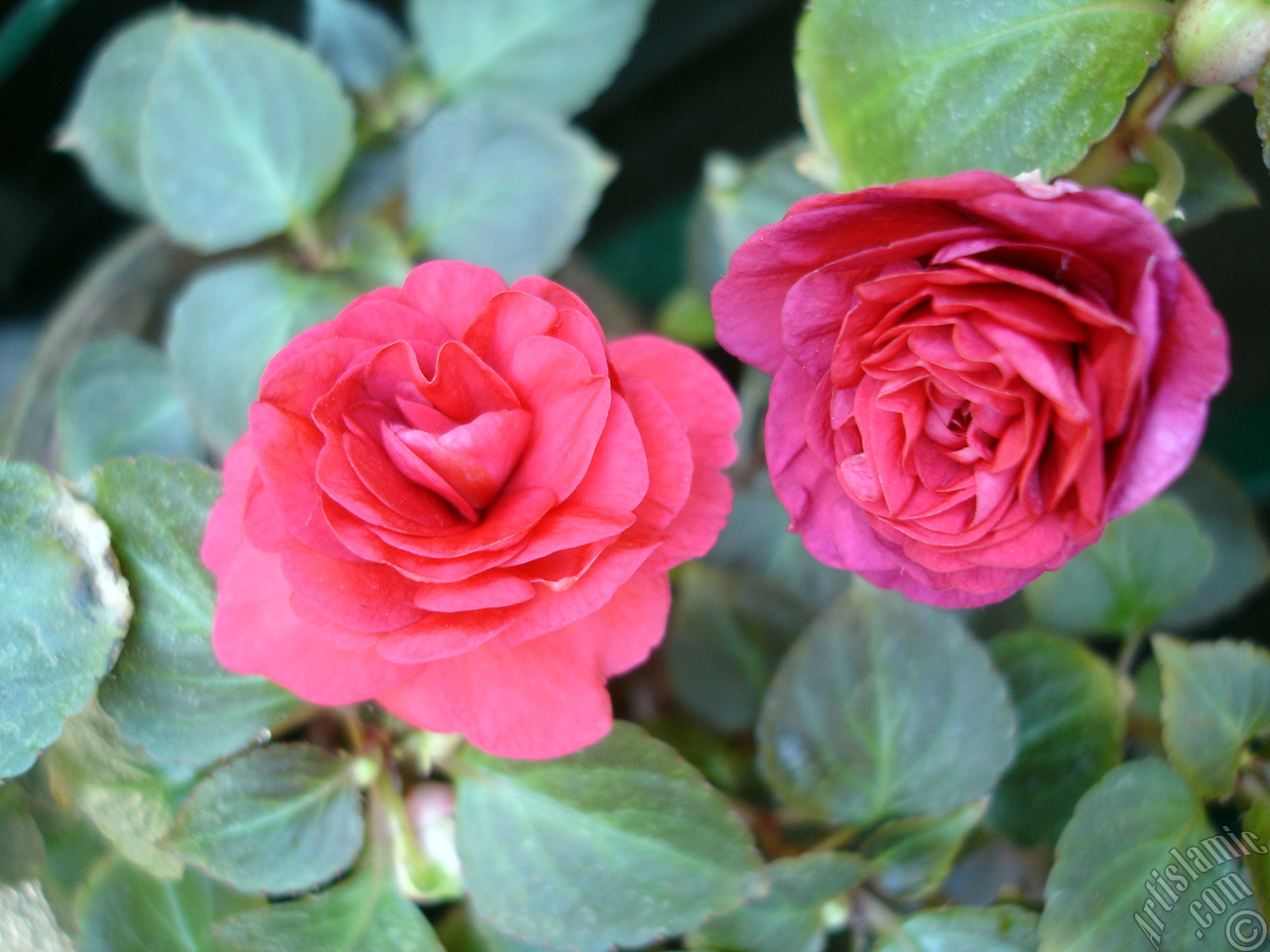 Red color Begonia Elatior flower.

