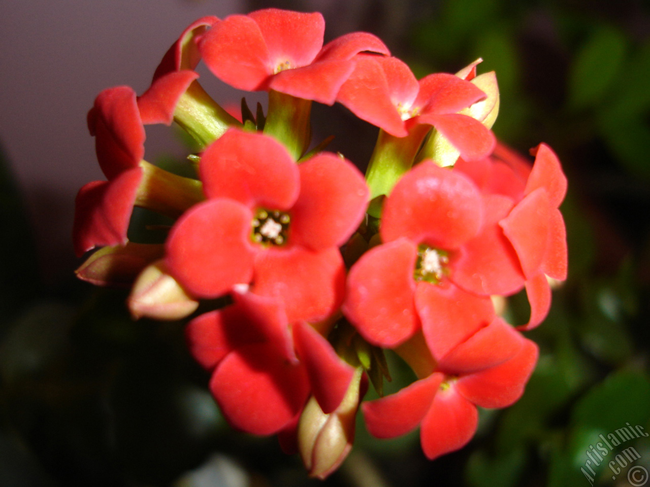 Kalanchoe plant`s flower.
