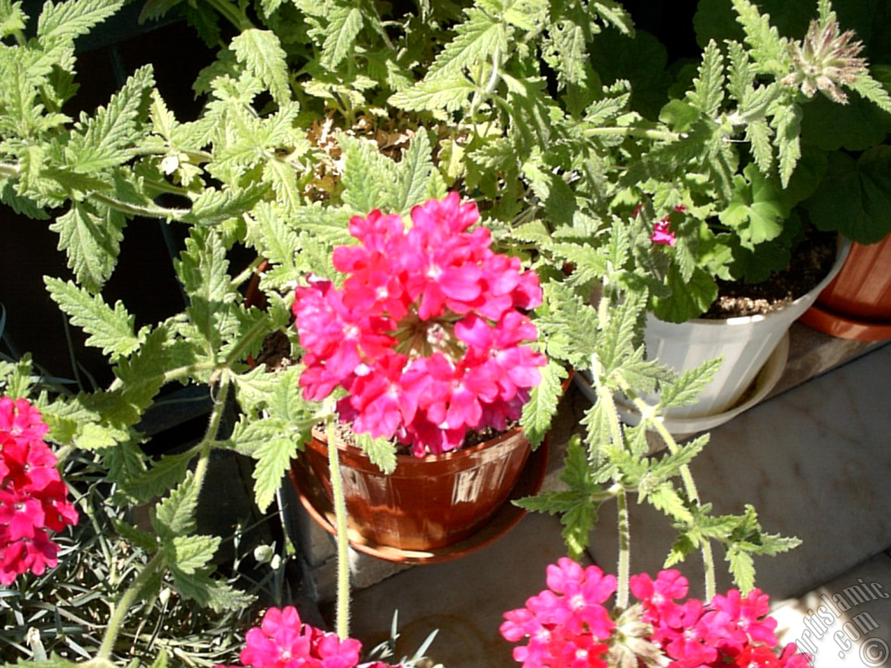 Verbena -Common Vervain- flower.
