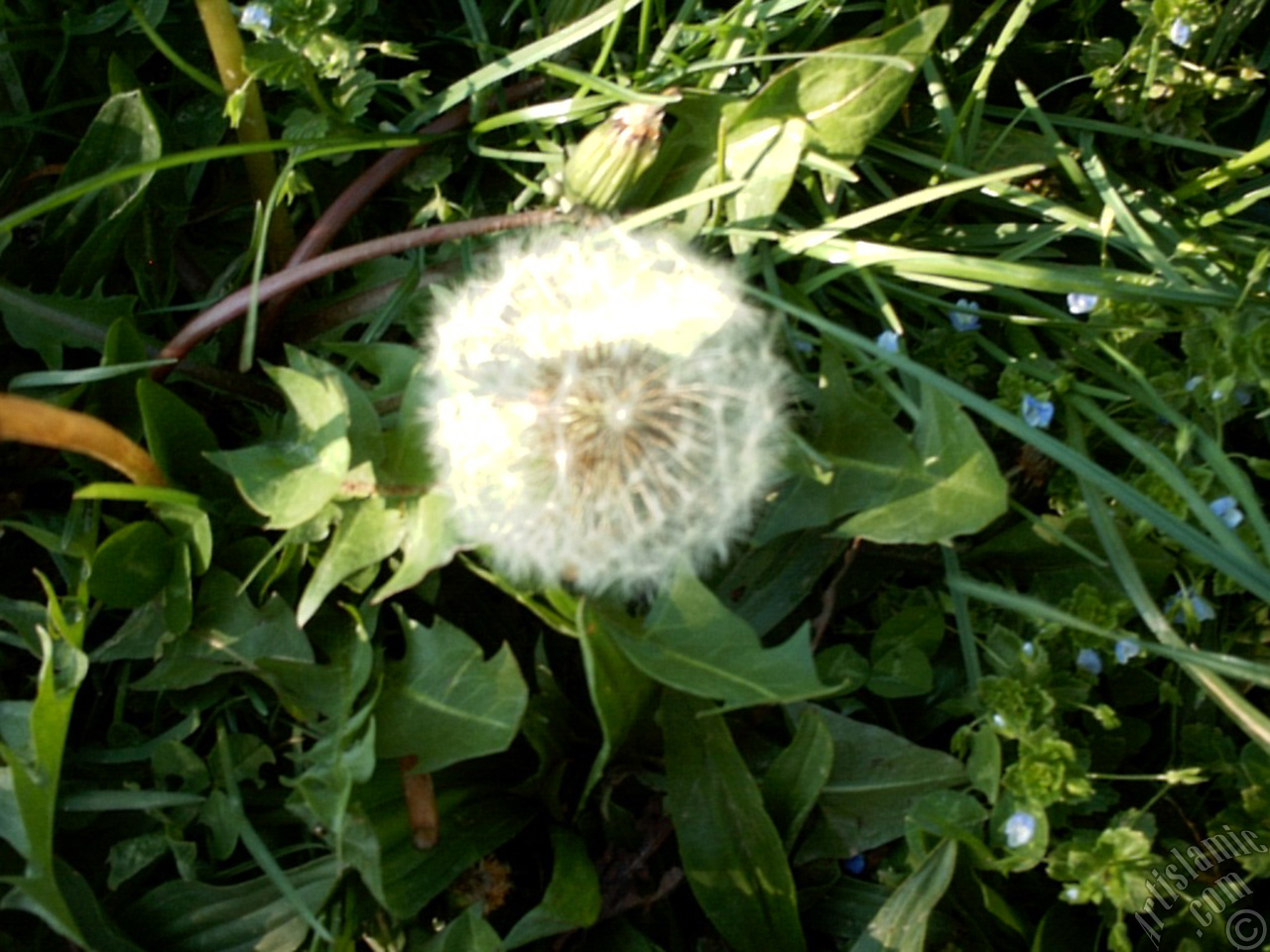 A plant photo.
