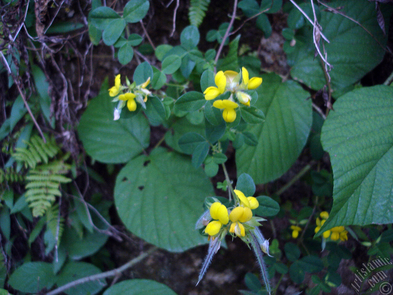 A flower photo.
