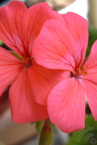 A mobile wallpaper and MMS picture for Apple iPhone 7s, 6s, 5s, 4s, Plus, iPods, iPads, New iPads, Samsung Galaxy S Series and Notes, Sony Ericsson Xperia, LG Mobile Phones, Tablets and Devices: Red Colored Pelargonia -Geranium- flower.
