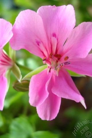 A mobile wallpaper and MMS picture for Apple iPhone 7s, 6s, 5s, 4s, Plus, iPods, iPads, New iPads, Samsung Galaxy S Series and Notes, Sony Ericsson Xperia, LG Mobile Phones, Tablets and Devices: Pink Colored Pelargonia -Geranium- flower.
