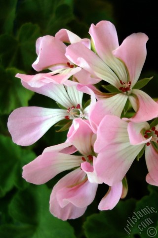 A mobile wallpaper and MMS picture for Apple iPhone 7s, 6s, 5s, 4s, Plus, iPods, iPads, New iPads, Samsung Galaxy S Series and Notes, Sony Ericsson Xperia, LG Mobile Phones, Tablets and Devices: Pink Colored Pelargonia -Geranium- flower.
