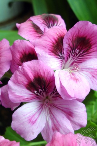 A mobile wallpaper and MMS picture for Apple iPhone 7s, 6s, 5s, 4s, Plus, iPods, iPads, New iPads, Samsung Galaxy S Series and Notes, Sony Ericsson Xperia, LG Mobile Phones, Tablets and Devices: Dark pink mottled Pelargonia -Geranium- flower.
