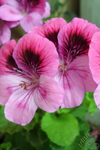 A mobile wallpaper and MMS picture for Apple iPhone 7s, 6s, 5s, 4s, Plus, iPods, iPads, New iPads, Samsung Galaxy S Series and Notes, Sony Ericsson Xperia, LG Mobile Phones, Tablets and Devices: Dark pink mottled Pelargonia -Geranium- flower.
