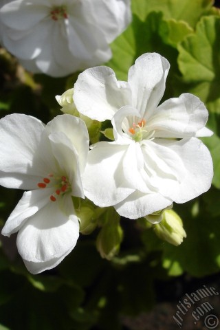 A mobile wallpaper and MMS picture for Apple iPhone 7s, 6s, 5s, 4s, Plus, iPods, iPads, New iPads, Samsung Galaxy S Series and Notes, Sony Ericsson Xperia, LG Mobile Phones, Tablets and Devices: White color Pelargonia -Geranium- flower.

