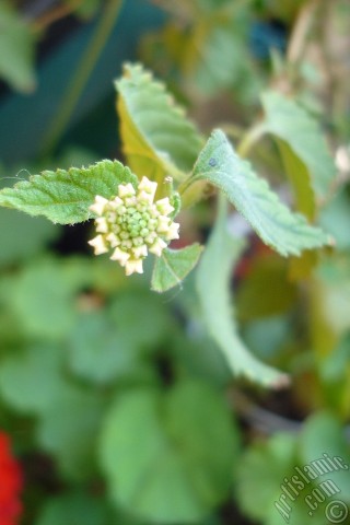 A mobile wallpaper and MMS picture for Apple iPhone 7s, 6s, 5s, 4s, Plus, iPods, iPads, New iPads, Samsung Galaxy S Series and Notes, Sony Ericsson Xperia, LG Mobile Phones, Tablets and Devices: Lantana camara -bush lantana- flower.
